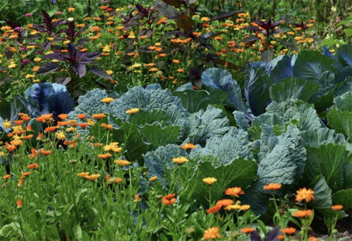 Companion Planting: The Benefits of Growing Plants Together in Your Garden